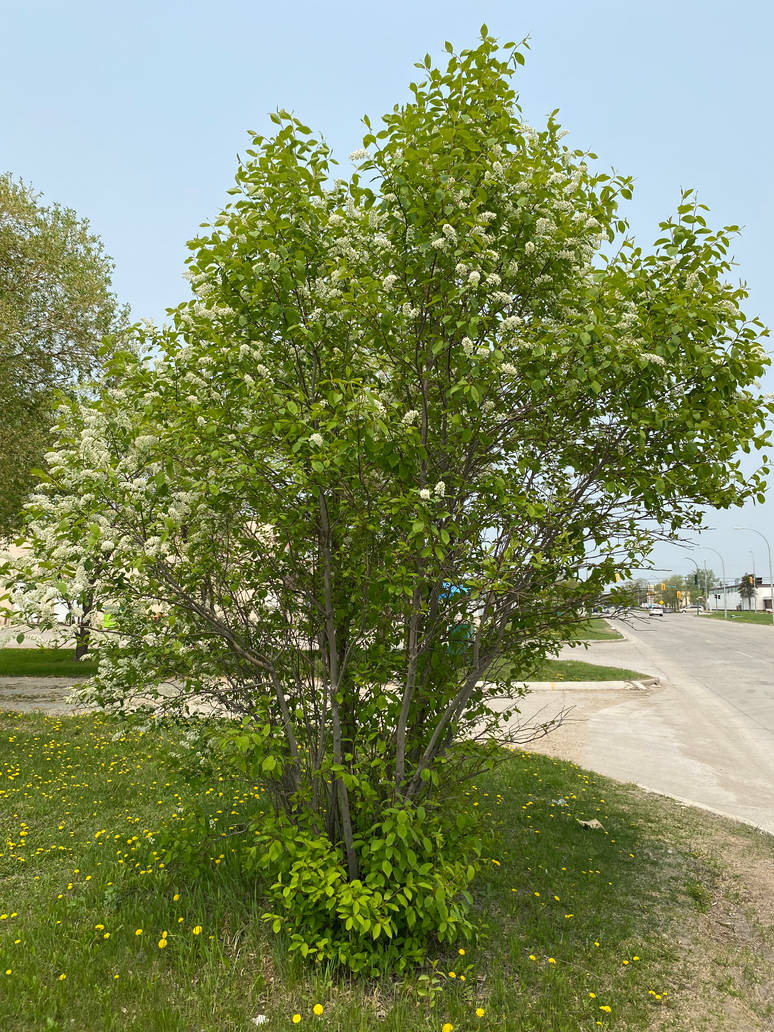 Chokecherry Tree i by daanton on DeviantArt