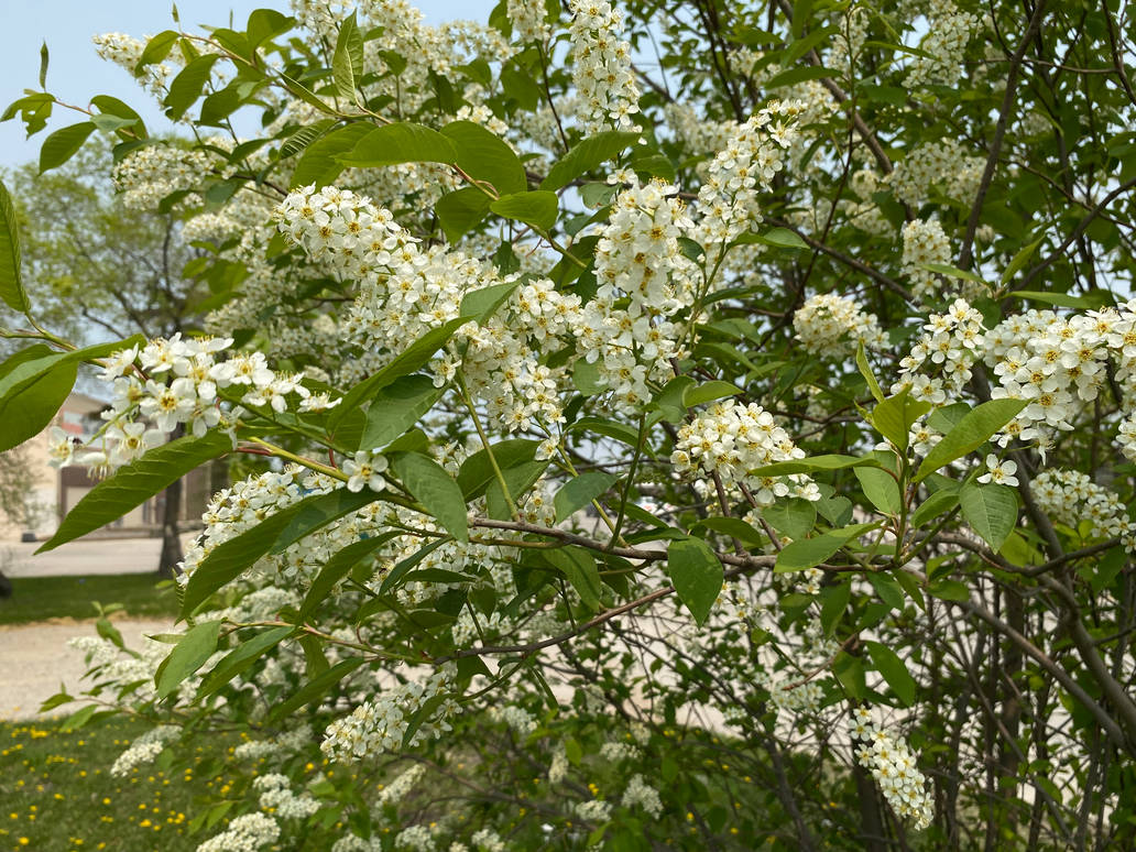 Choke Cherry Dogs at Liam Threlfall blog