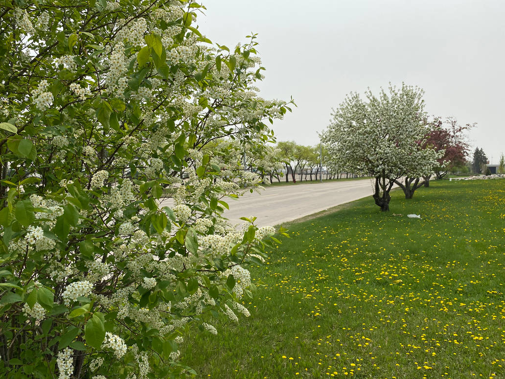 Chokecherry Tree vi by daanton on DeviantArt