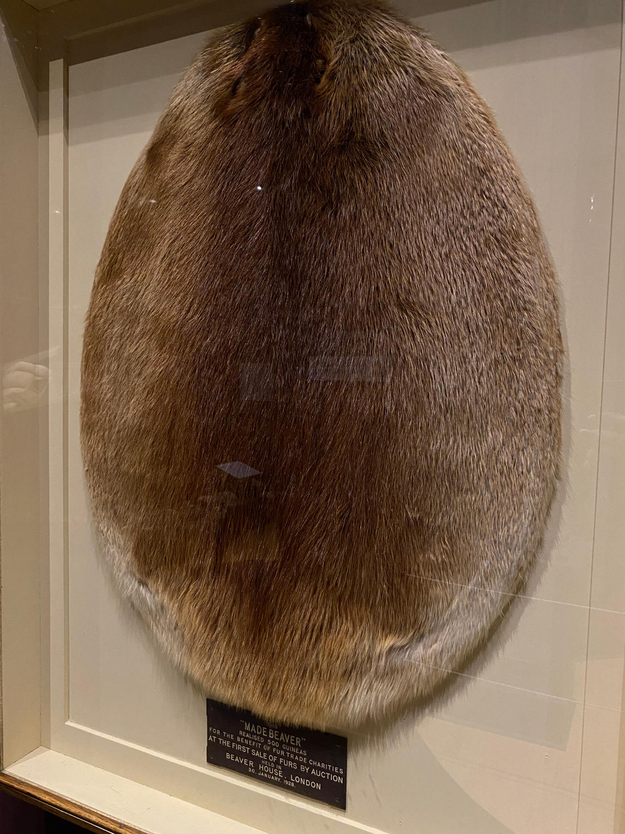Beaver Pelt by daanton on DeviantArt