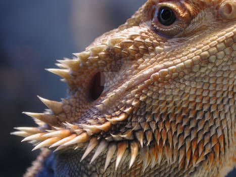 Bearded Dragon