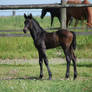 Foal 2