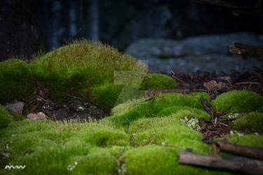 Moss Near Horsetheif Falls