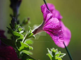 Velvet Veins