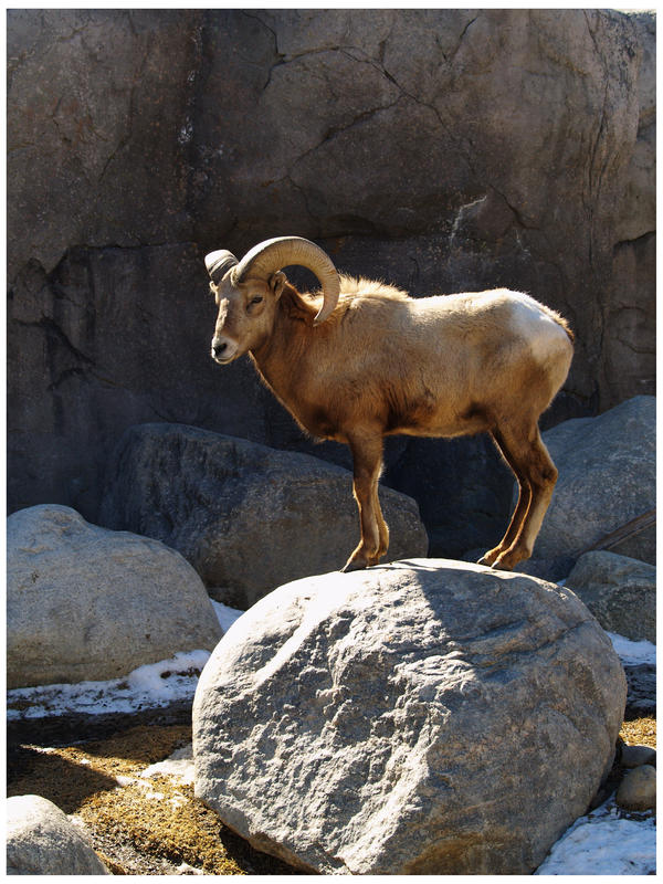Ram Rock by loathsome-weasel on DeviantArt