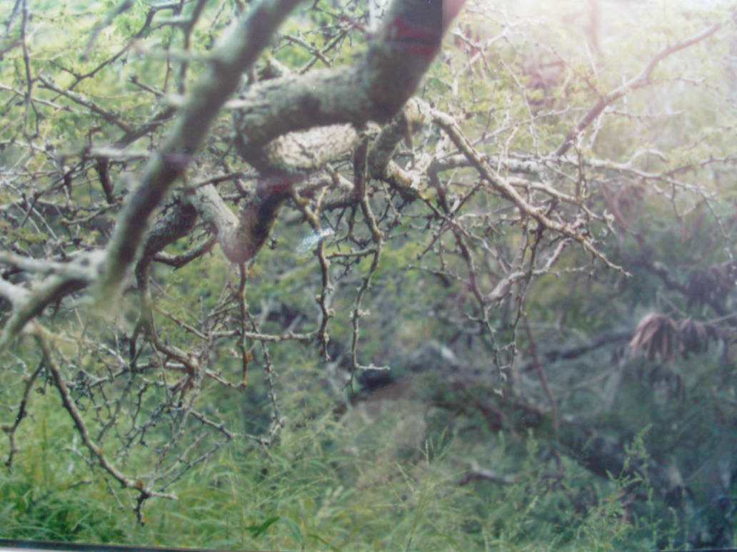 tree branch color by mero on DeviantArt