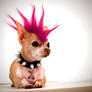 Punk Dog