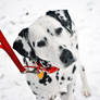 Sabrina and the Snow