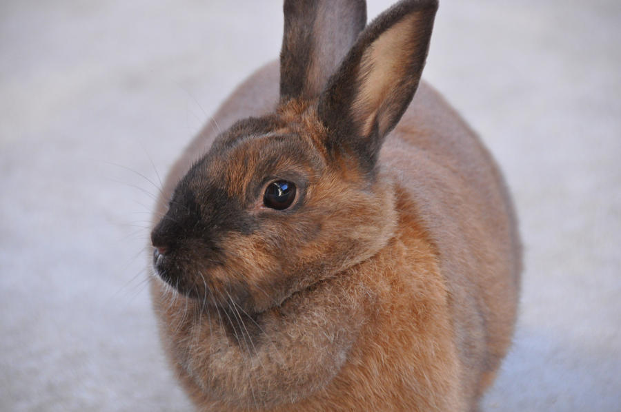 Istook Rabbit Rabbit Stock 6 by Stock-by-EmRob on DeviantArt
