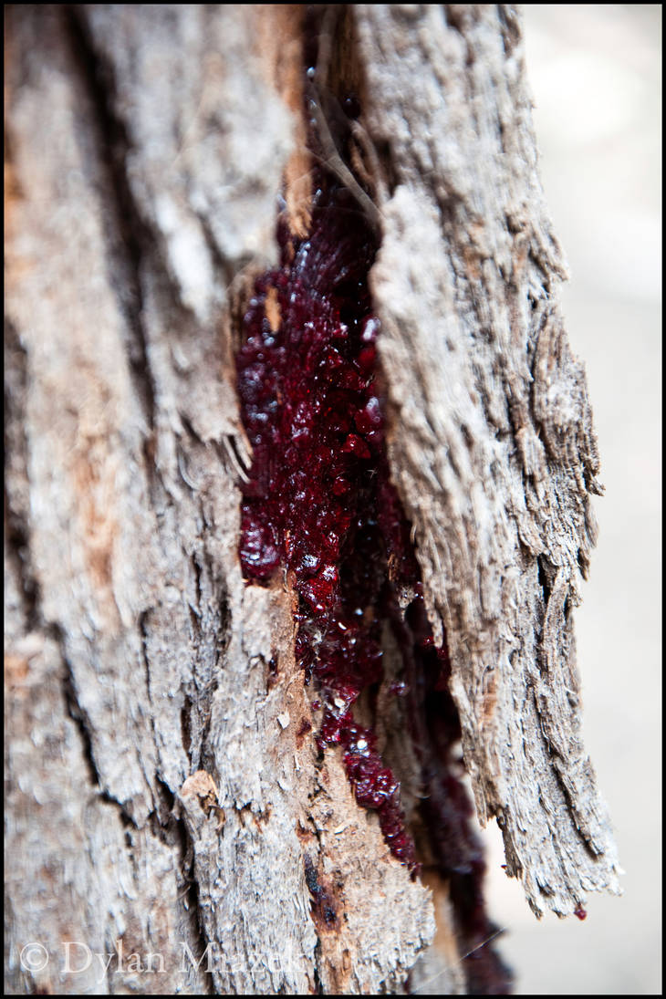 Bloded Tree Bleeding tree by Dylan-M on DeviantArt