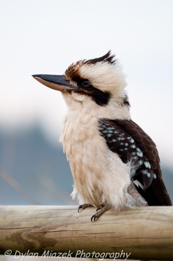 Kookaburra 2