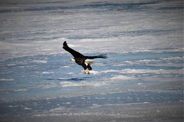 Adult Female coming in for a dead fish