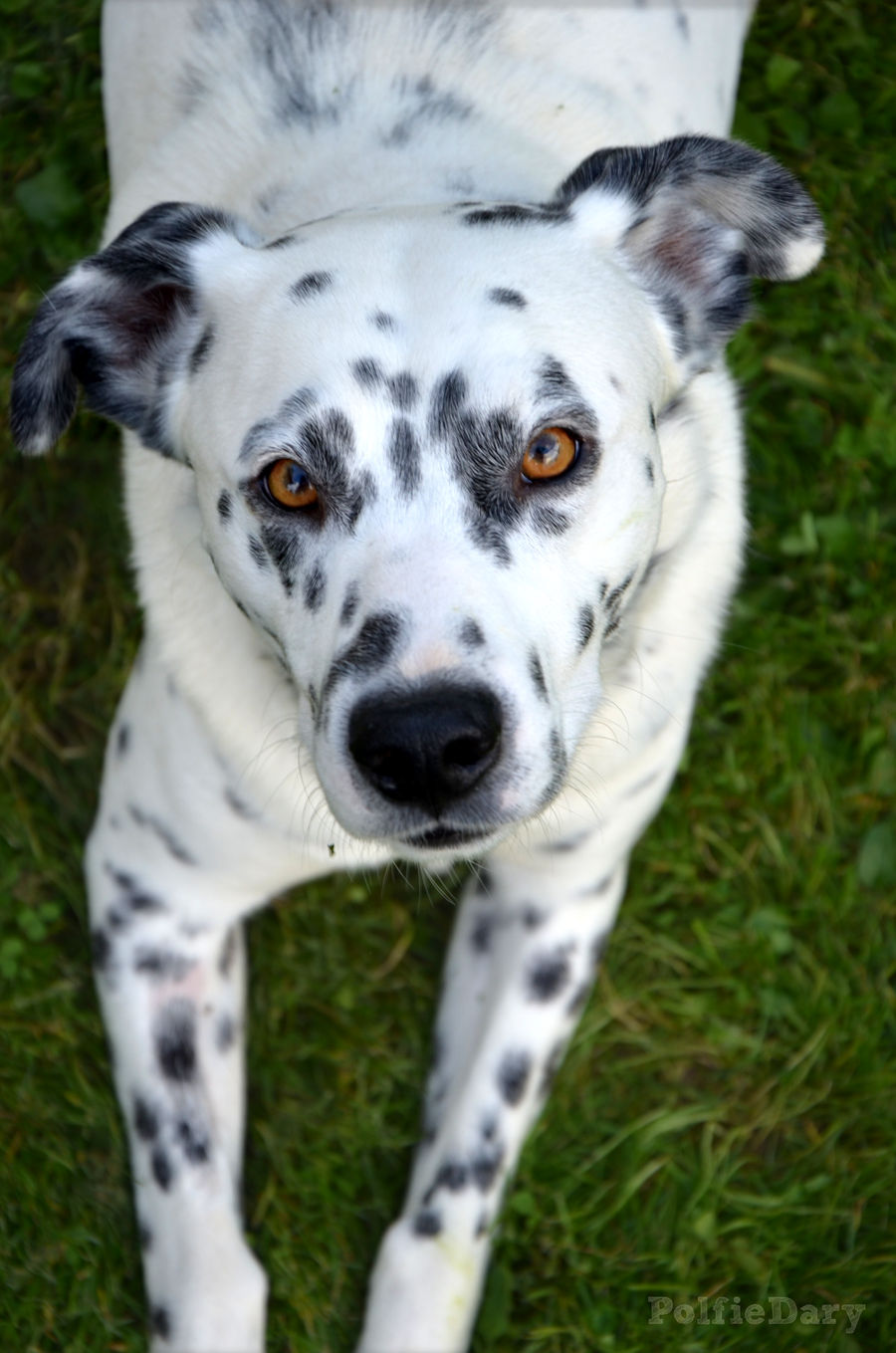 Dalmatian mix