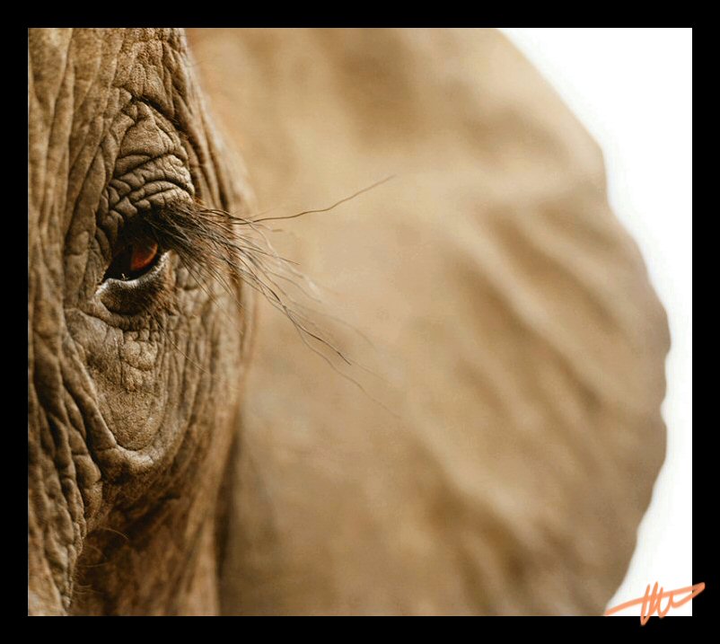 elephant eye