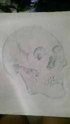 Skull Sketch 3/4 view