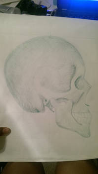 Skull Sketch profile view