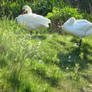 Swans and cygnets