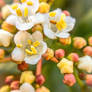 Macro flowers 