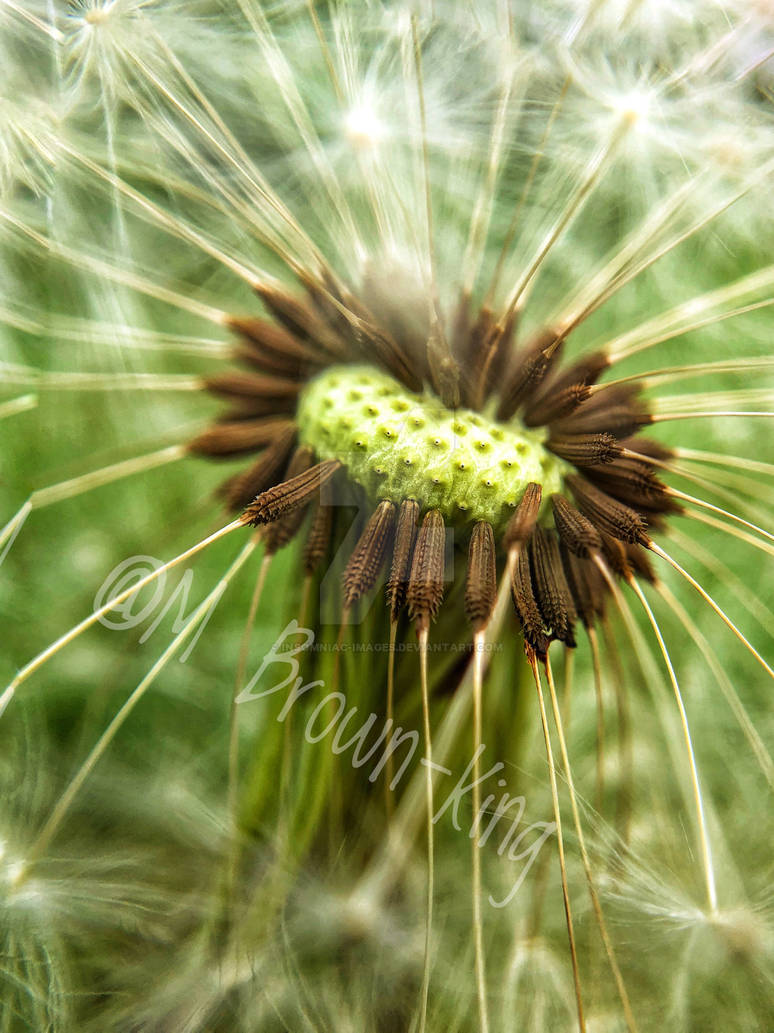 Dandelion clock by Insomniac-Images on DeviantArt