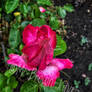 Pink roses in the rain 