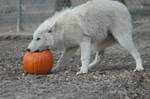 Frost and pumpkin by WSWS