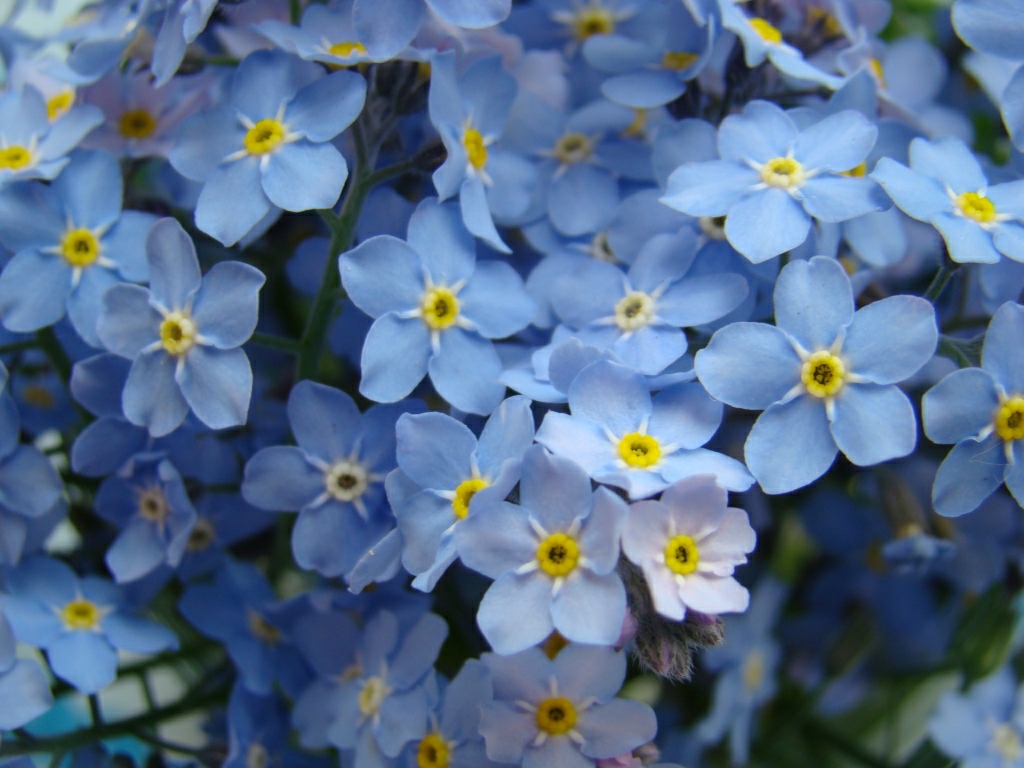 Myosotis