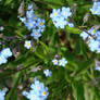 Myosotis Small