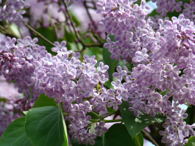 Lilacs Blossoms