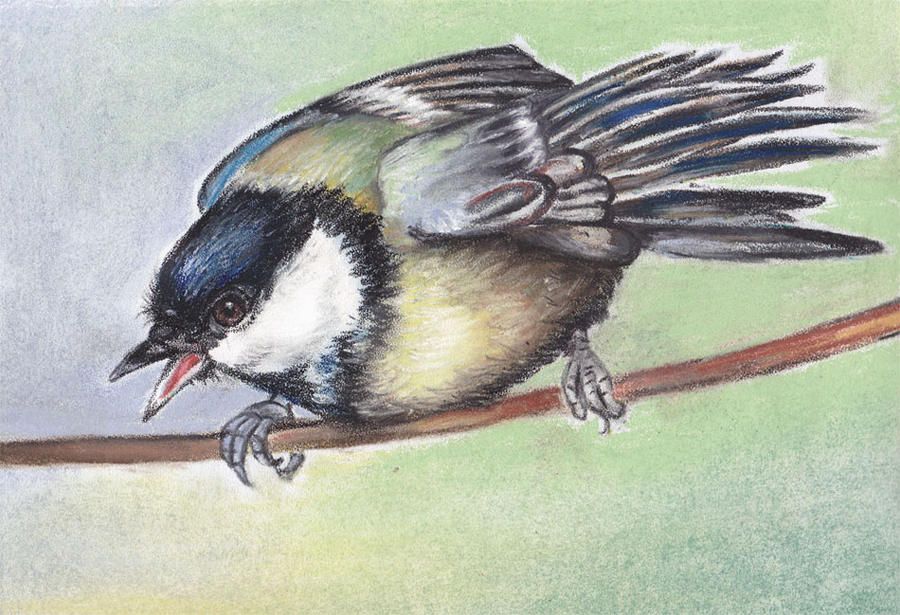 birds titmouse