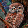 evening owl