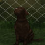 Jake - Chocolate labrador puppy