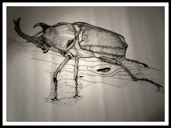 Rhino Beetle By Tibarian, Impro Grafix And Design