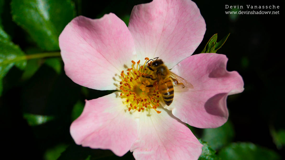 Bee on the flower