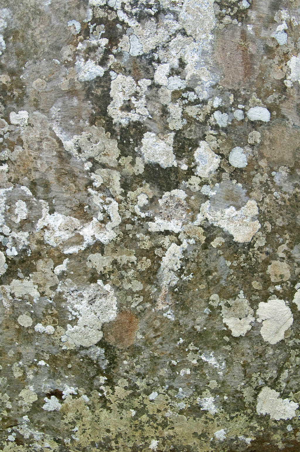 Grunge Texture 04