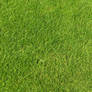 Green Grass Texture 01