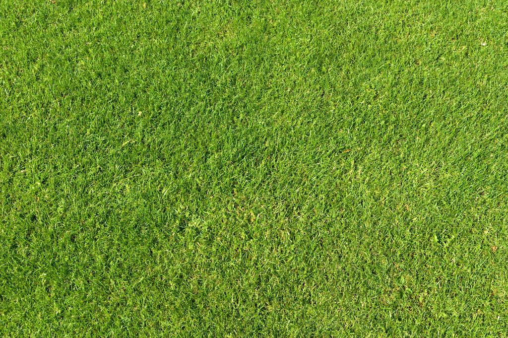 Green Grass Texture 01