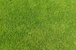 Green Grass Texture 01 by SimoonMurray