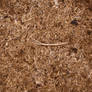 Wood Chippings Texture 01