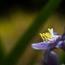 Purple Macro and Cheese