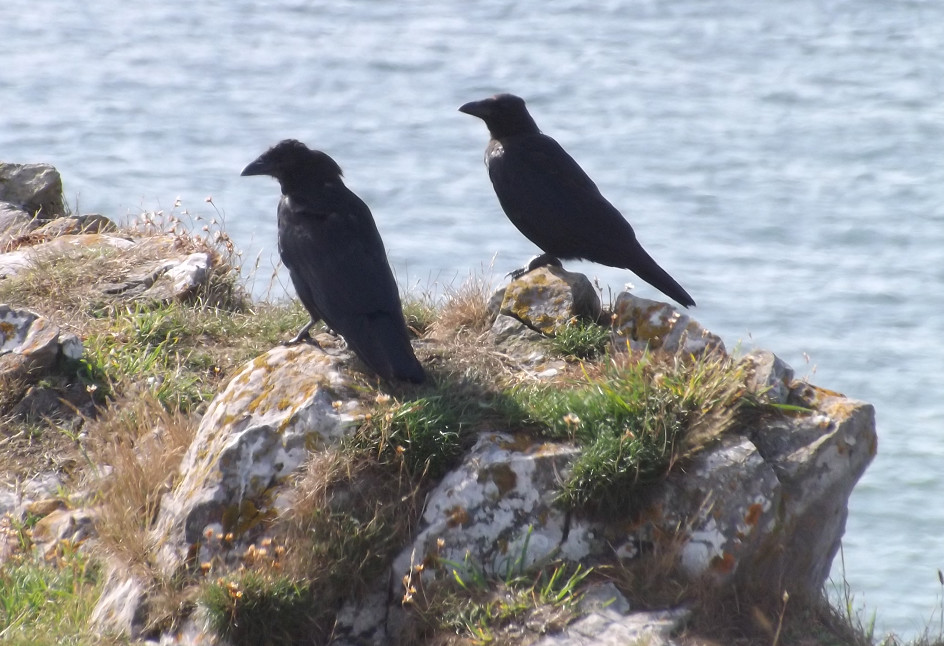 young ravens at Pennard