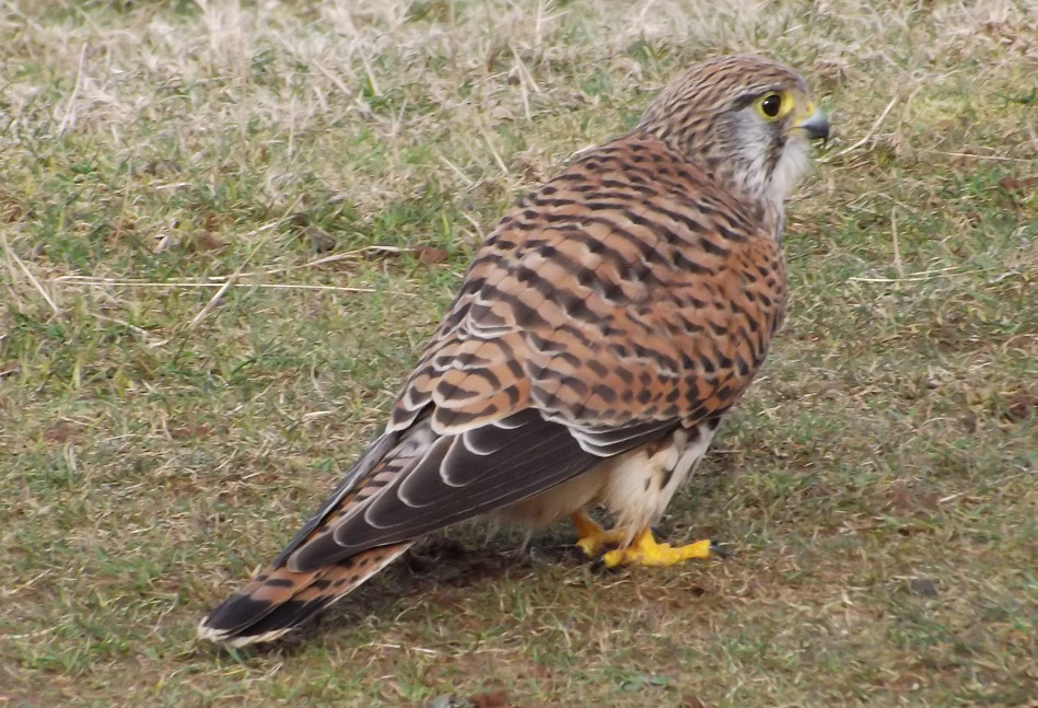 local kestrel view 4