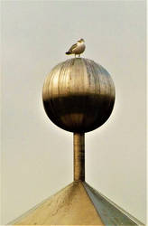 bird on the sphere