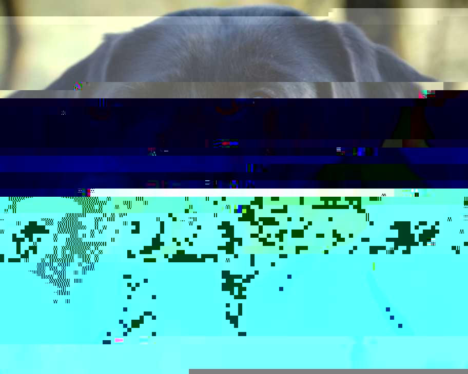 Currupted Image Corrupted Image by CorruptionGenerator on DeviantArt