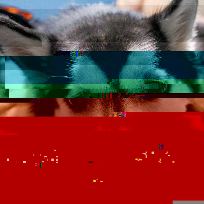 Currupted Image Corrupted Image by CorruptionGenerator on DeviantArt