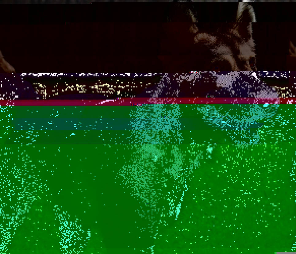 Currupted Image Corrupted Image by CorruptionGenerator on DeviantArt