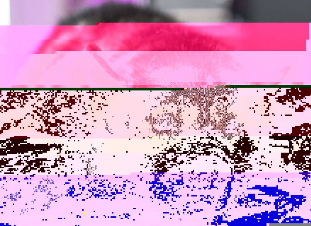 Currupted Image Corrupted Image by CorruptionGenerator on DeviantArt