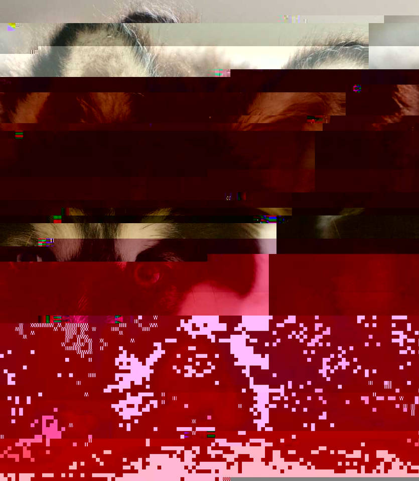 Currupted Image Corrupted Image by CorruptionGenerator on DeviantArt