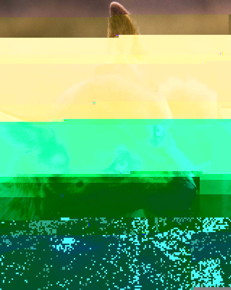 Currupted Image Corrupted Image by CorruptionGenerator on DeviantArt
