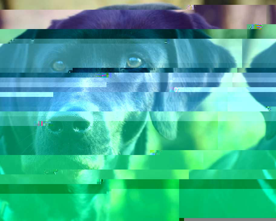 Currupted Image Corrupted Image by CorruptionGenerator on DeviantArt