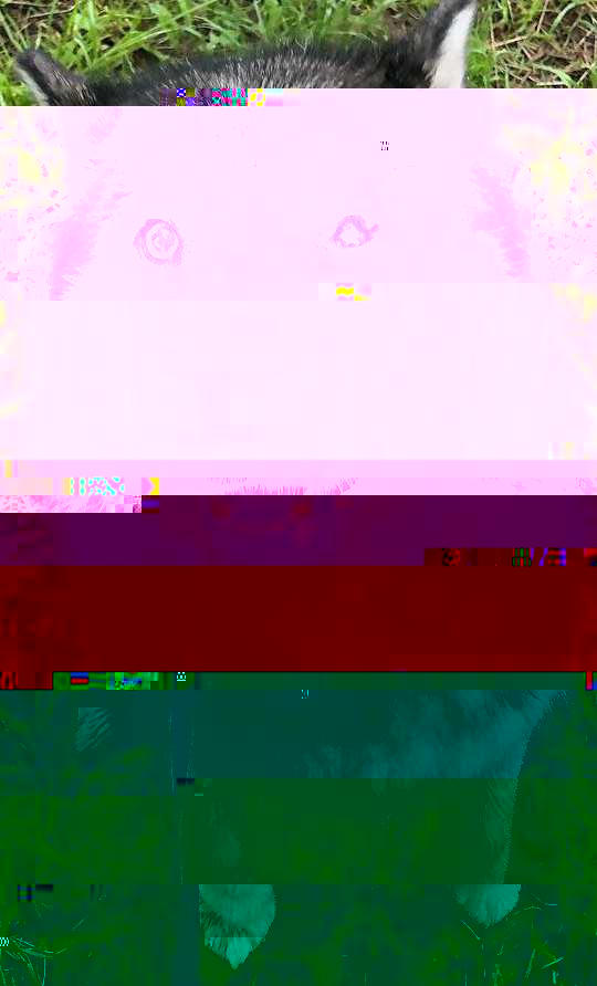 Corrupted Style Corrupted Image by CorruptionGenerator on DeviantArt